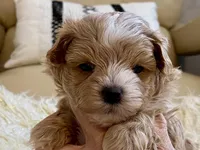 Finley, a male Maltipoo and Poodle - Toy  for sale in Tampa, FL – Photo 9 of 10