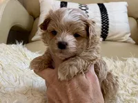 Finley, a male Maltipoo and Poodle - Toy  for sale in Tampa, FL – Photo 8 of 10