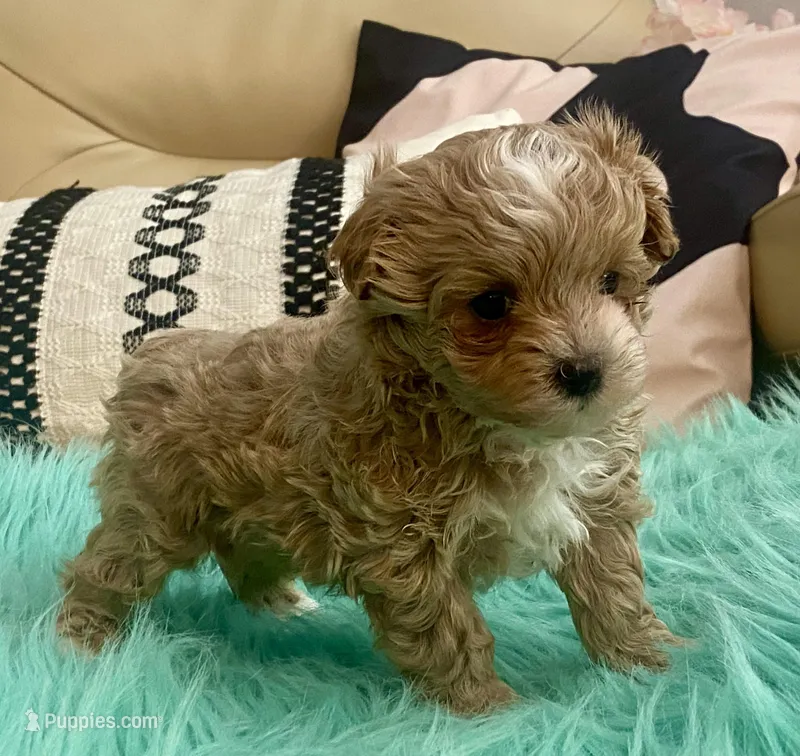Finley – Maltipoo, Poodle - Toy  puppy for sale in Tampa, FL