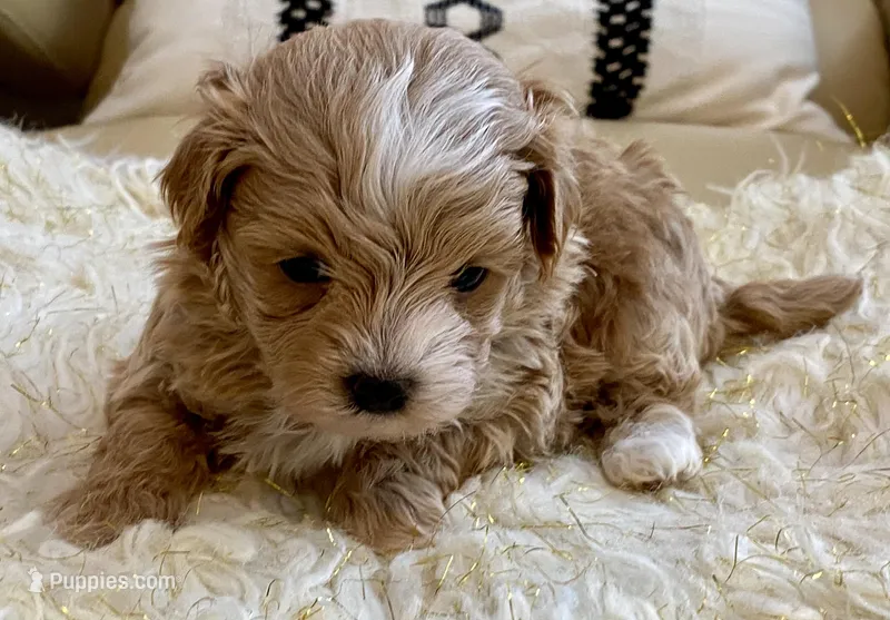 Finley – Maltipoo, Poodle - Toy  puppy for sale in Tampa, FL