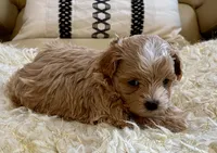 Finley, a male Maltipoo and Poodle - Toy  for sale in Tampa, FL – Photo 4 of 10