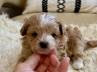 Finley, a male Maltipoo and Poodle - Toy  for sale in Tampa, FL – Photo 7 of 10