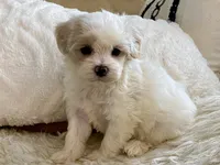 Charlie, a male Maltipoo and Poodle - Toy  for sale in Tampa, FL – 2 of 8