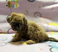 Mila, a female Maltipoo and Poodle - Toy  for sale in Tampa, FL – 6 of 10