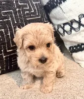 Zeus, a male Maltipoo and Poodle - Toy  for sale in Tampa, FL – 3 of 8