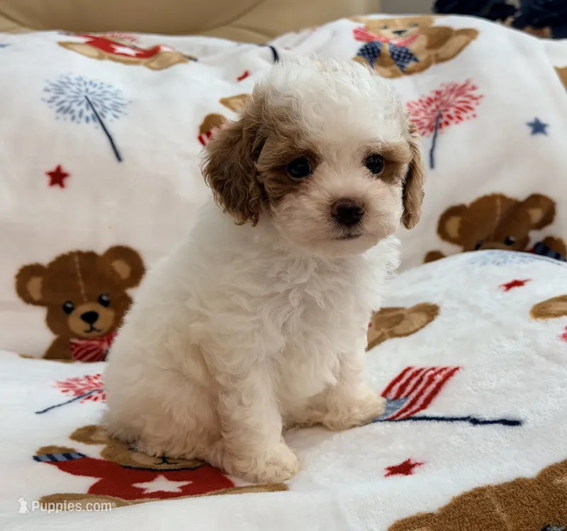 Nattie  – Maltipoo, Poodle - Toy  puppy for sale in Tampa, FL