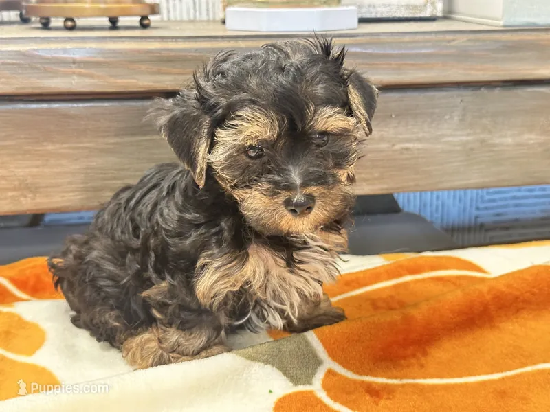 Tucker – Yorkshire Terrier puppy for sale in Tampa, FL