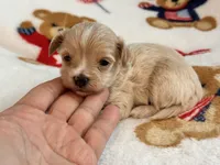Ziggy , a male Maltipoo and Poodle - Toy  for sale in Tampa, FL – 5 of 10