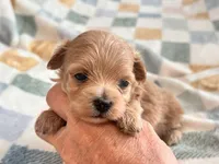 Lu Lu , a female Maltipoo and Poodle - Toy  for sale in Tampa, FL – 7 of 10