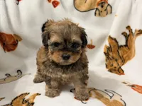 Mila , a female Yorkshire Terrier and Morkie for sale in Tampa, FL – 9 of 10