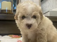 Scooter, a male Maltipoo and Poodle - Toy  for sale in Tampa, FL – 5 of 10