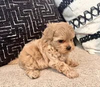 Mila , a female Maltipoo and Poodle - Toy  for sale in Tampa, FL – 9 of 10