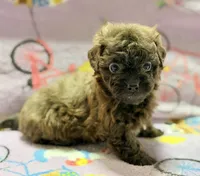 Coco , a female Maltipoo and Poodle - Toy  for sale in Tampa, FL – 5 of 9