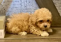 Bailey tiny, a male Maltipoo and Poodle - Toy  for sale in Tampa, FL – 3 of 10
