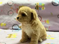 Bella , a female Maltipoo and Poodle - Toy  for sale in Tampa, FL – 10 of 10