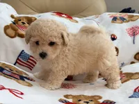 Mbappe, a male Maltipoo and Poodle - Toy  for sale in Tampa, FL – 4 of 10