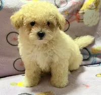 Tucker, a male Maltipoo and Poodle - Toy  for sale in Tampa, FL – 5 of 10