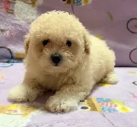 Tucker, a male Maltipoo and Poodle - Toy  for sale in Tampa, FL – 10 of 10