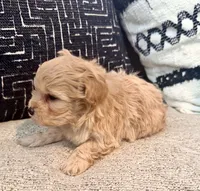 Bella , a female Maltipoo and Poodle - Toy  for sale in Tampa, FL – 7 of 10