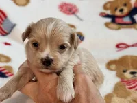 Ziggy , a male Maltipoo and Poodle - Toy  for sale in Tampa, FL – 10 of 10