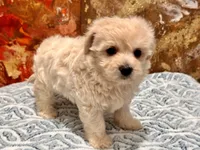 Molly , a female Maltipoo and Poodle - Toy  for sale in Tampa, FL – 9 of 9