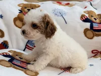 Nattie , a female Maltipoo and Poodle - Toy  for sale in Tampa, FL – 9 of 9