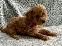 Pickles , a male Maltipoo and Poodle - Toy  for sale in Tampa, FL – 3 of 7