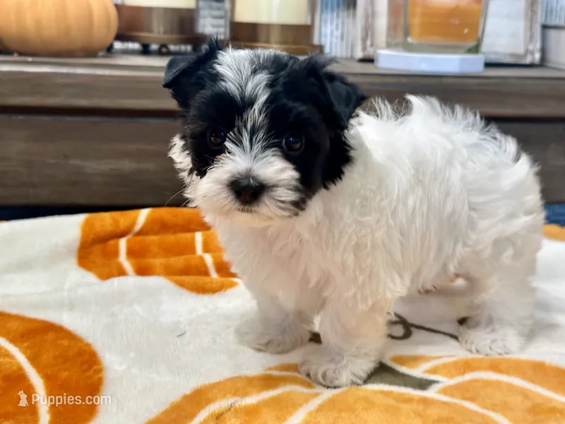 Milo Parti – Yorkshire Terrier puppy for sale in Tampa, FL