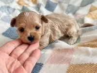 Lily , a female Maltipoo and Poodle - Toy  for sale in Tampa, FL – 7 of 9