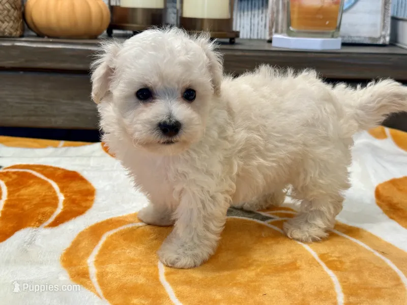Gizmo – Maltipoo, Poodle - Toy  puppy for sale in Tampa, FL