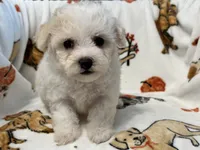 Simba , a male Maltipoo and Poodle - Toy  for sale in Tampa, FL – 10 of 10