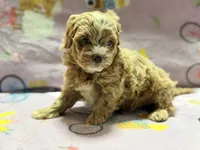 Messi , a male Maltipoo and Poodle - Toy  for sale in Tampa, FL – 8 of 10