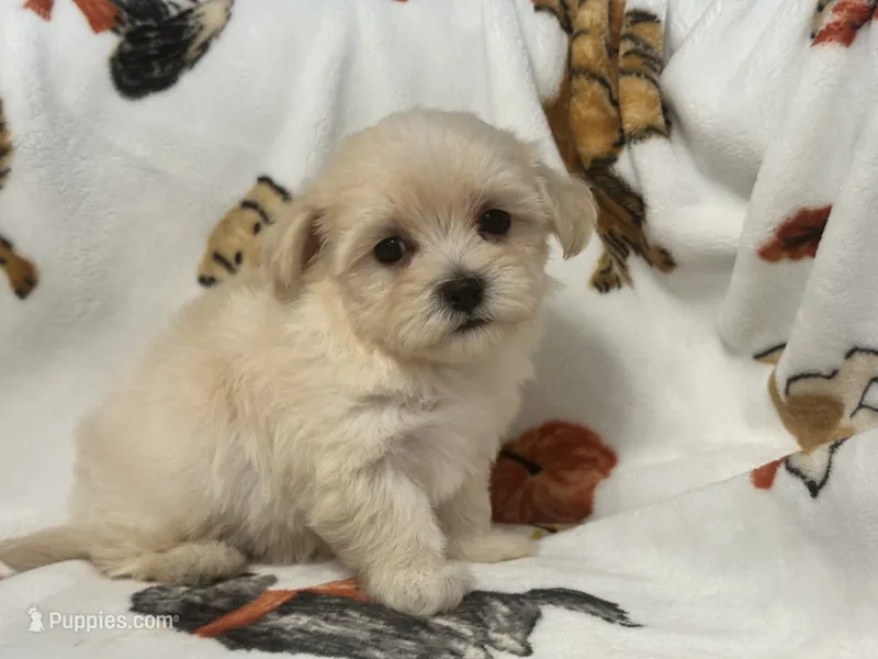 Milo  – Maltipoo, Poodle - Toy  puppy for sale in Tampa, FL
