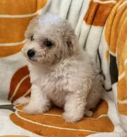 Gigi , a female Maltipoo and Poodle - Toy  for sale in Tampa, FL – 5 of 8