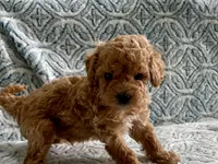 Pickles , a male Maltipoo and Poodle - Toy  for sale in Tampa, FL – 7 of 7