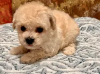 Chloe , a female Maltipoo and Poodle - Toy  for sale in Tampa, FL – 7 of 9