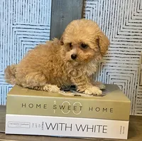 Bailey tiny, a male Maltipoo and Poodle - Toy  for sale in Tampa, FL – 10 of 10