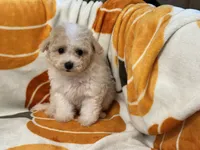 Gigi , a female Maltipoo and Poodle - Toy  for sale in Tampa, FL – 6 of 8