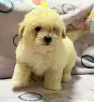Tucker, a male Maltipoo and Poodle - Toy  for sale in Tampa, FL – 8 of 10