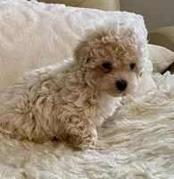 Sammy, a male Maltipoo and Poodle - Toy  for sale in Tampa, FL – 6 of 10