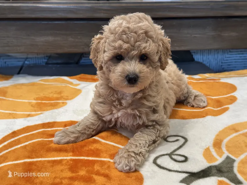 Zoey – Maltipoo, Poodle - Toy  puppy for sale in Tampa, FL
