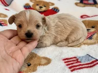 Benny , a male Maltipoo and Poodle - Toy  for sale in Tampa, FL – 8 of 10