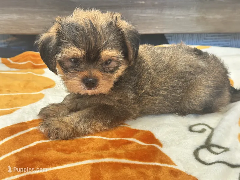 Archie  – Yorkshire Terrier, Shorkie puppy for sale in Tampa, FL