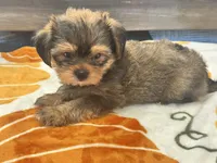 Archie , a male Yorkshire Terrier and Shorkie for sale in Tampa, FL – 1 of 10