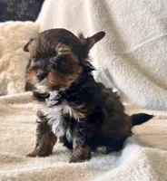 Lilly  Tiny , a female Yorkshire Terrier for sale in Tampa, FL – 8 of 10
