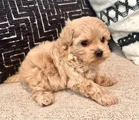 Mila , a female Maltipoo and Poodle - Toy  for sale in Tampa, FL – 2 of 10