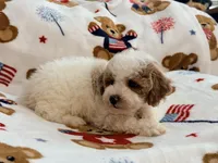 Romario, a male Maltipoo and Poodle - Toy  for sale in Tampa, FL – 9 of 9