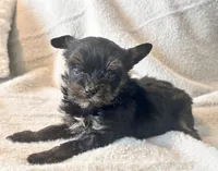 Lola  Tiny, a female Yorkshire Terrier for sale in Tampa, FL – 4 of 10