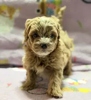Messi , a male Maltipoo and Poodle - Toy  for sale in Tampa, FL – 2 of 10