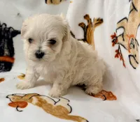 Ally , a female Yorkshire Terrier and Morkie for sale in Tampa, FL – 5 of 9